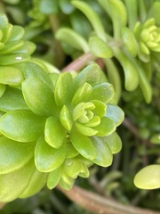 Sedum × luteoviride