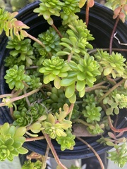 Sedum × luteoviride