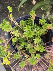 Sedum × luteoviride
