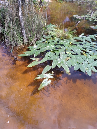 Image of Nuphar sagittifolia by (c) Scott Ward, some rights reserved (CC BY)