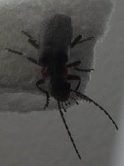 Cantharis obscura