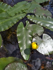Nuphar sagittifolia