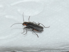 Cantharis obscura