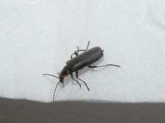 Cantharis obscura