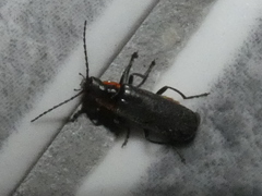 Cantharis obscura