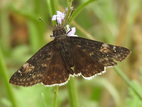 Funereal Duskywing photo 6