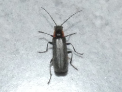 Cantharis obscura