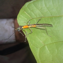 Damasippus