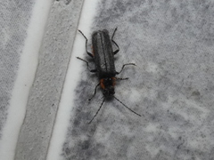 Cantharis obscura