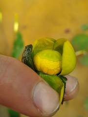 Nuphar sagittifolia