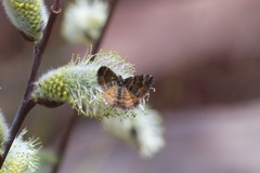 Epirrhoe plebeculata