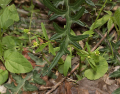 Ranunculus micranthus