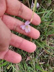 Viola corsica limbarae