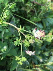 Fumaria capreolata capreolata