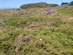 Erysimum franciscanum