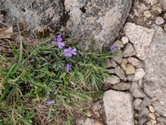 Viola corsica limbarae
