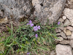 Viola corsica limbarae