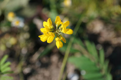Trigonella corniculata
