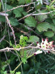 Fumaria capreolata capreolata