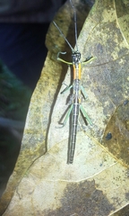 Damasippus
