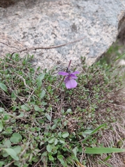 Viola corsica limbarae