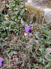 Viola corsica limbarae