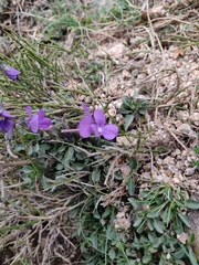 Viola corsica limbarae