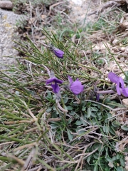 Viola corsica limbarae