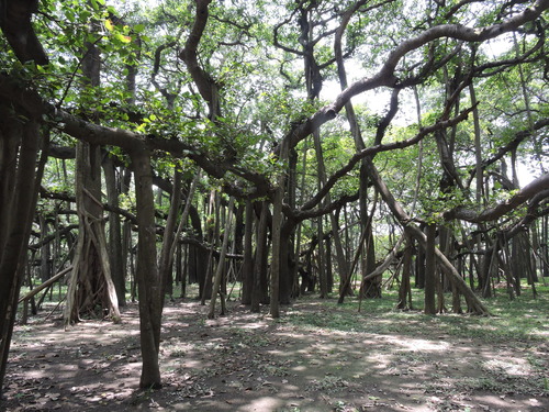 Indian banyan