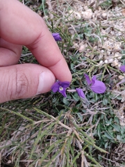 Viola corsica limbarae