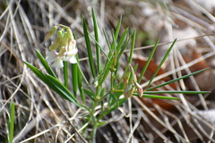 Lathyrus pannonicus collinus