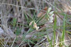 Lathyrus pannonicus collinus