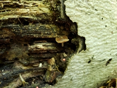 Simocybe serrulata