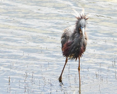 Egretta tricolor image