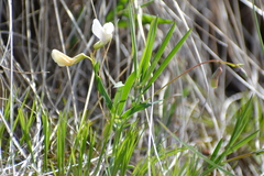 Lathyrus pannonicus collinus