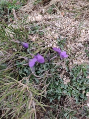 Viola corsica limbarae