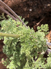 Lomatium dasycarpum dasycarpum