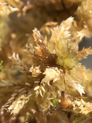 Sphagnum tenellum