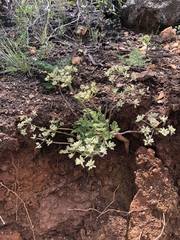 Lomatium dasycarpum dasycarpum