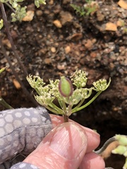 Lomatium dasycarpum dasycarpum