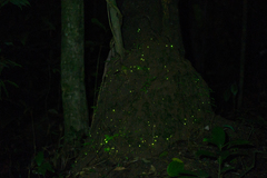 Pyrophorus nyctophanus