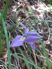 Iris unguicularis syriaca