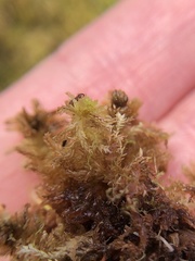 Sphagnum tenellum
