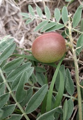 Astragalus plattensis