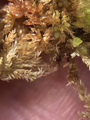 Sphagnum tenellum
