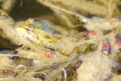Pelophylax ridibundus