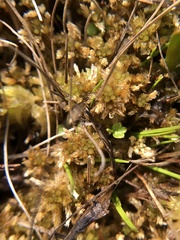 Sphagnum tenellum