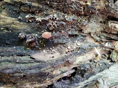 Simocybe serrulata