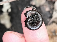 Cylindroiulus londinensis