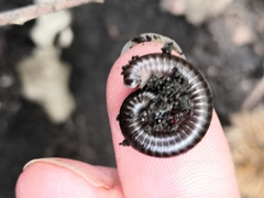 Cylindroiulus londinensis